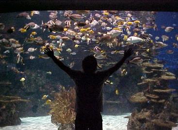 Aquarium and Silhouette
